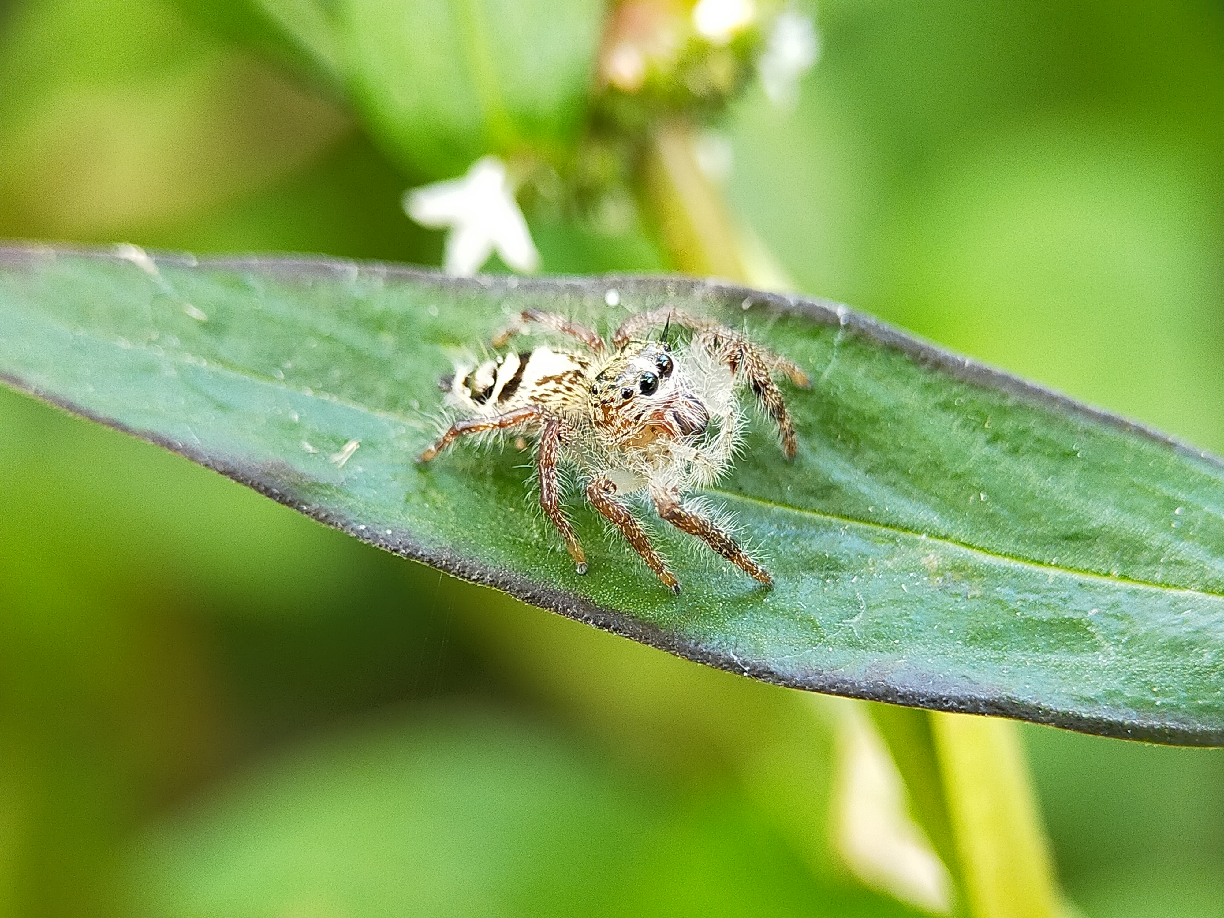 Jumping Spider (23).jpg