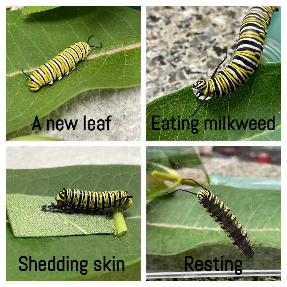 monarch-caterpillar-collage-1.jpg