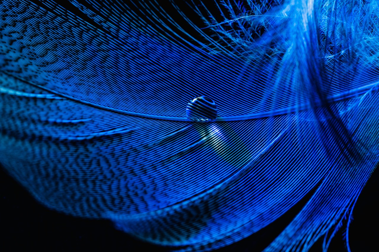 macroperspective6503070_1280.jpg