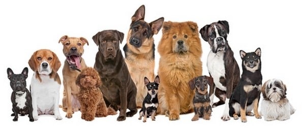 Various-Dog-Breeds-Together.jpg