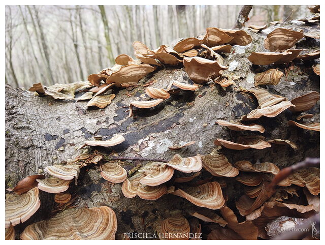 fungi_trunk.jpg