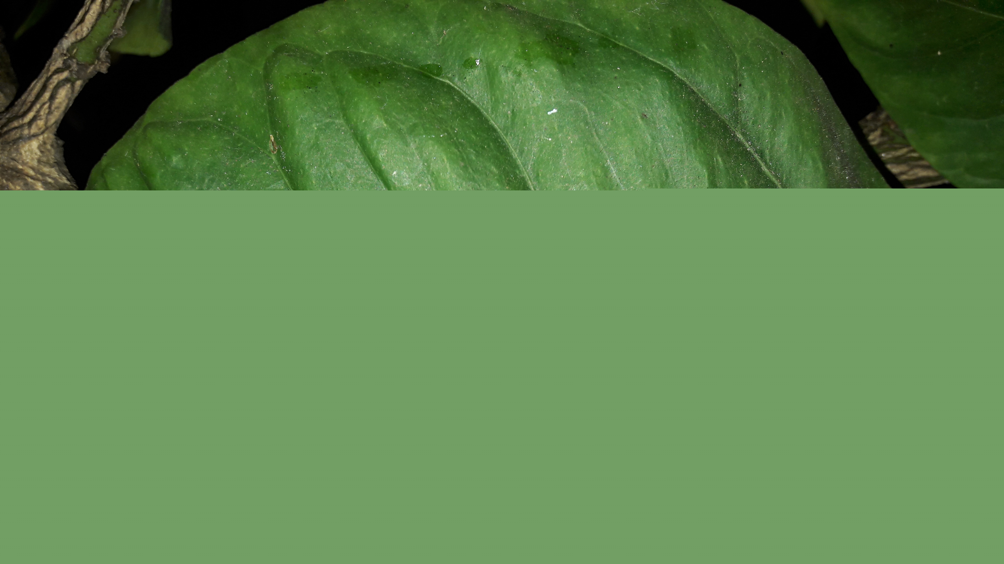 Flora-Leafs-Tree-Publicdomain (72).jpg