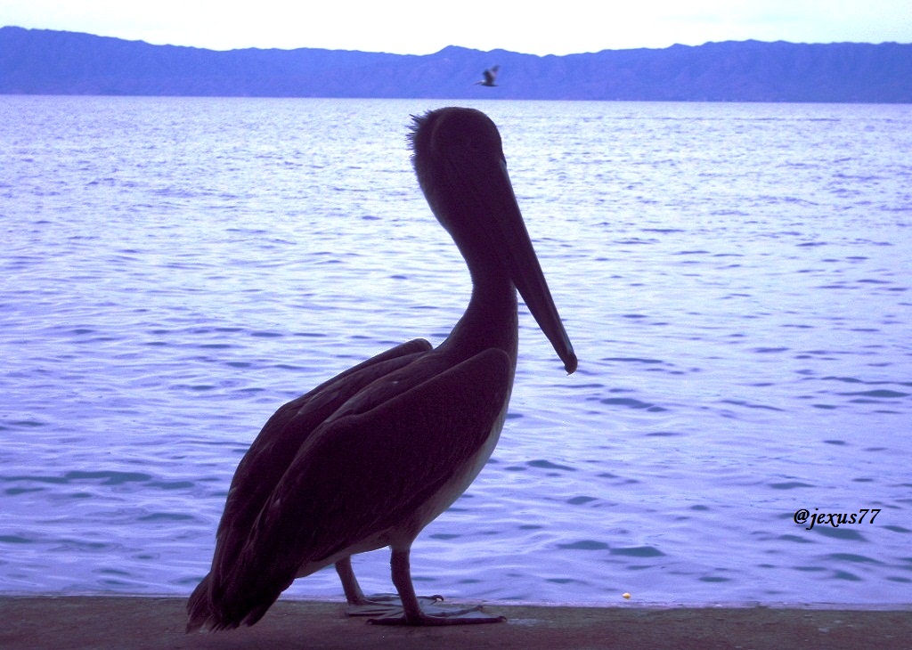 9-Pelicanos.jpg