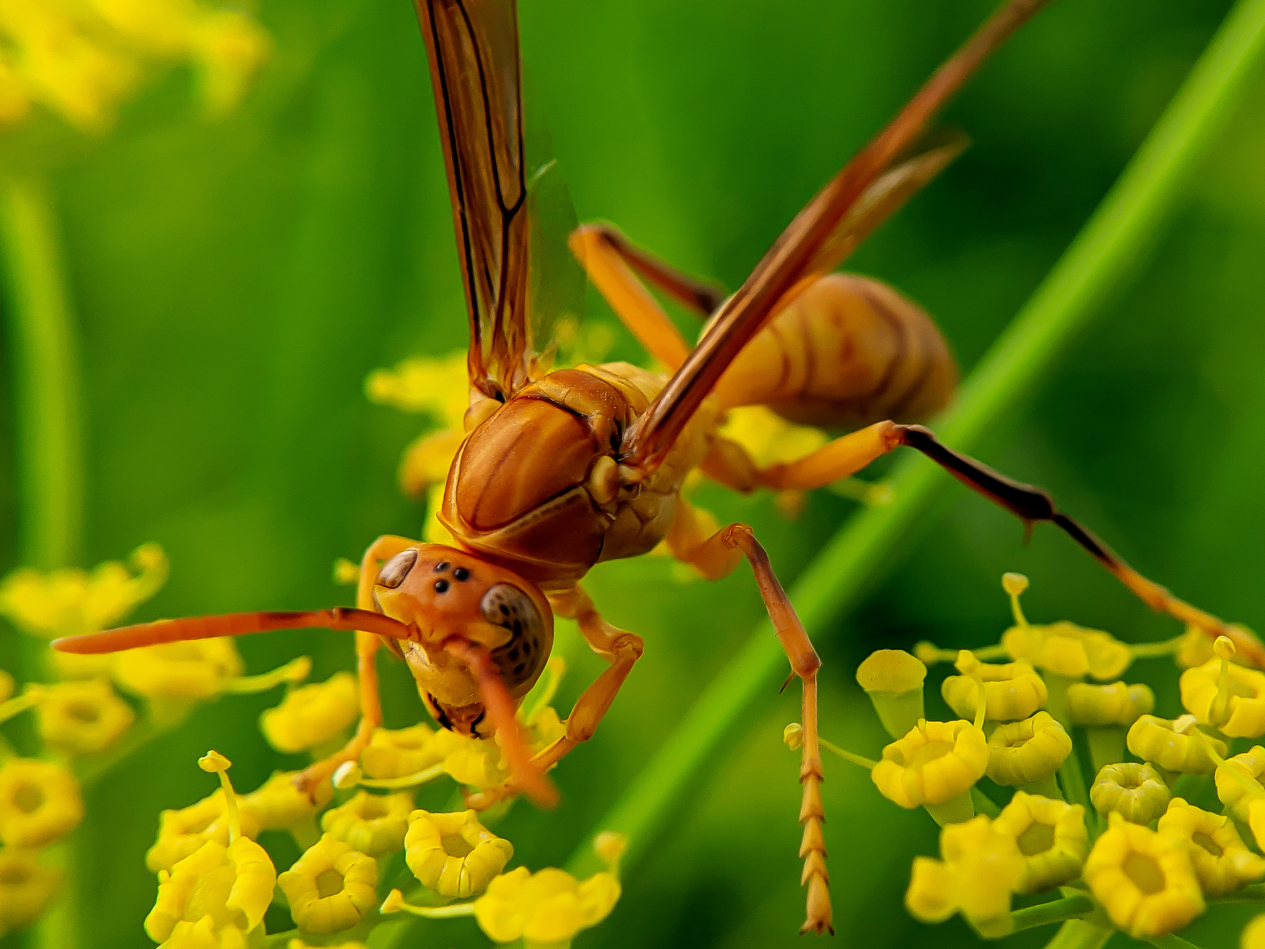 Yellow Wasp (1).jpg