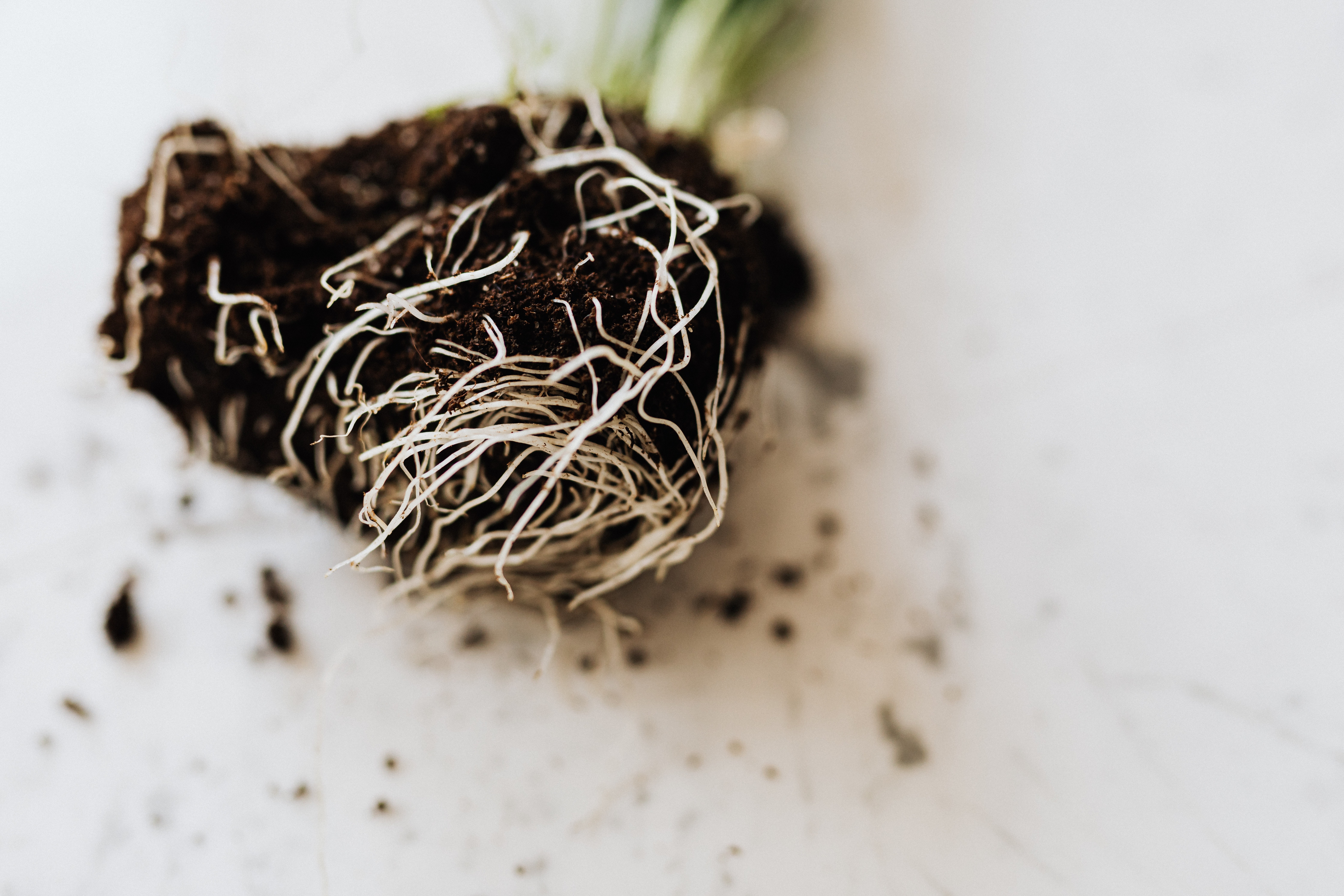 roots-of-green-seedling-with-soil-4202324.jpg