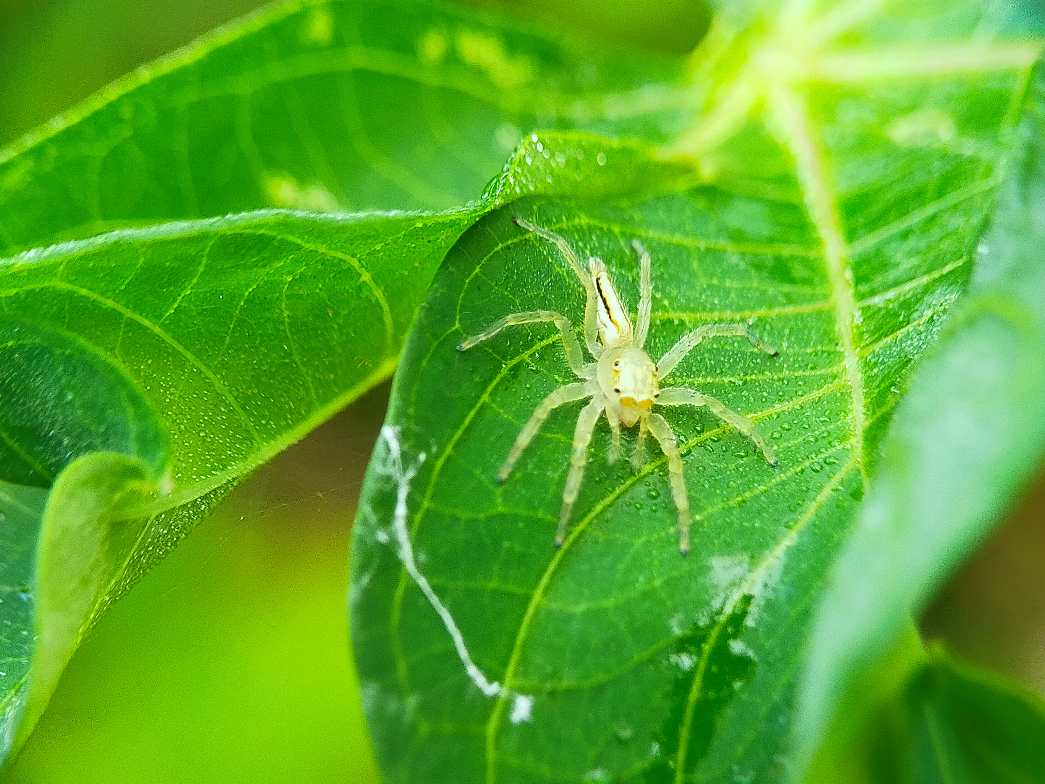 Telamonia Dimidiata (27).jpg