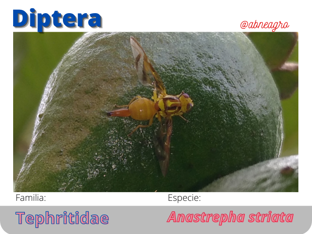 @abneagro(2).png