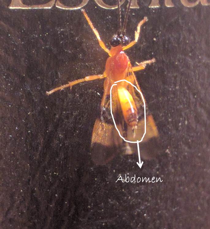 insecto con abdomen marcado.jpg