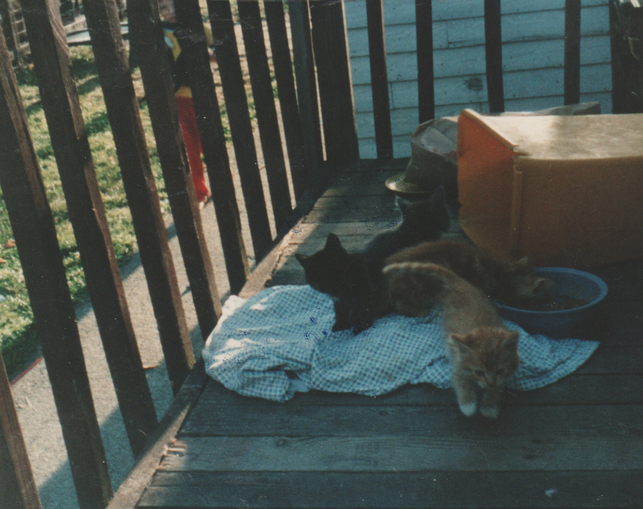1991-09 - Muffin's Kittens - Early September - 163 Front Porch 03.jpg
