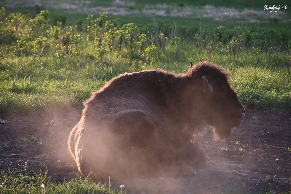 bison (33).jpg
