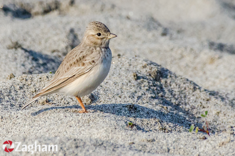 Sand Lark.jpg