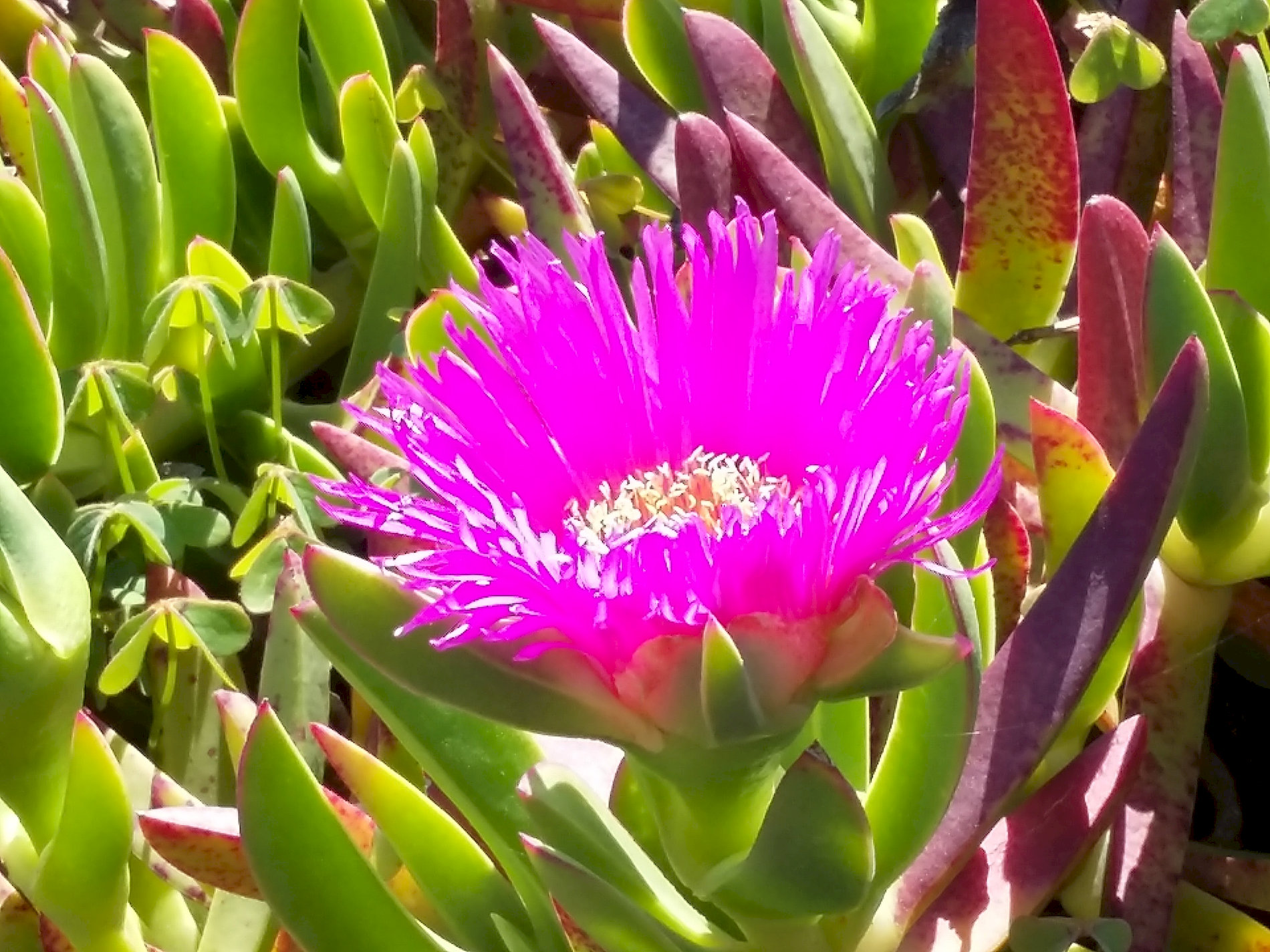 Fleurs-02.jpg