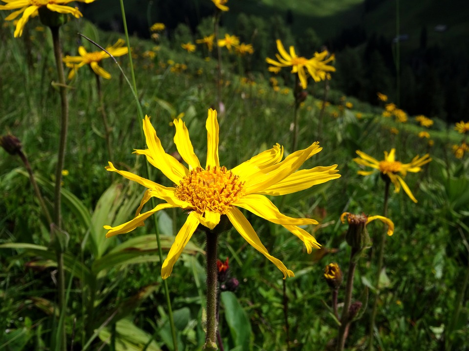 arnica-3004364_960_720.jpg