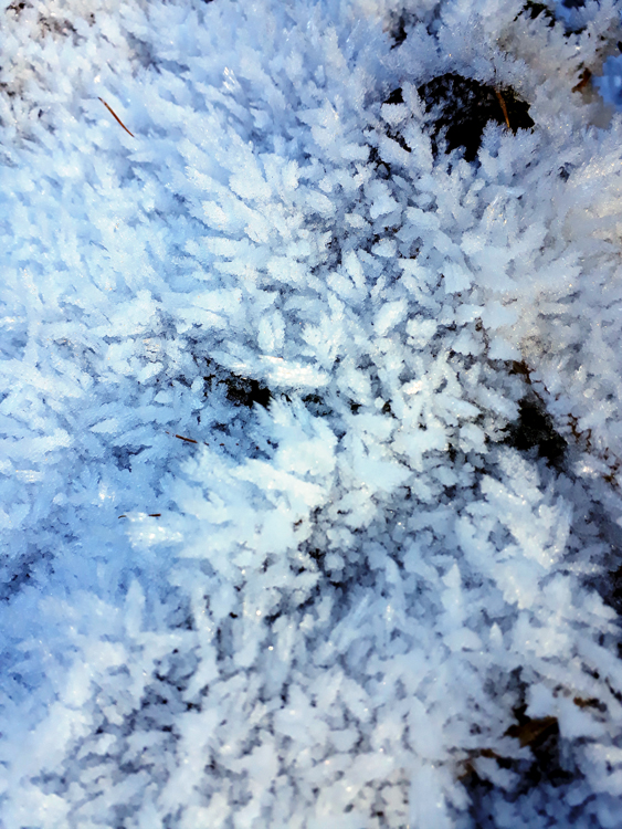 FROZEN-GRASS.jpg