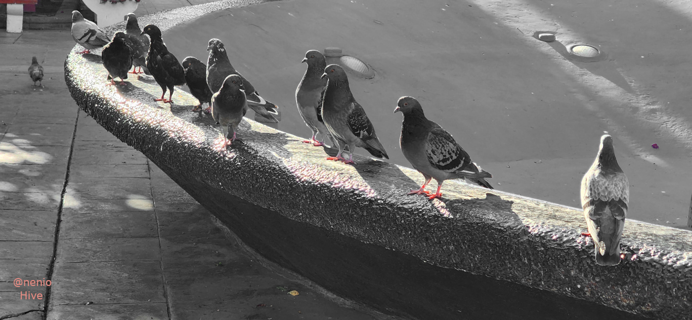 pigeons-022-m.jpg