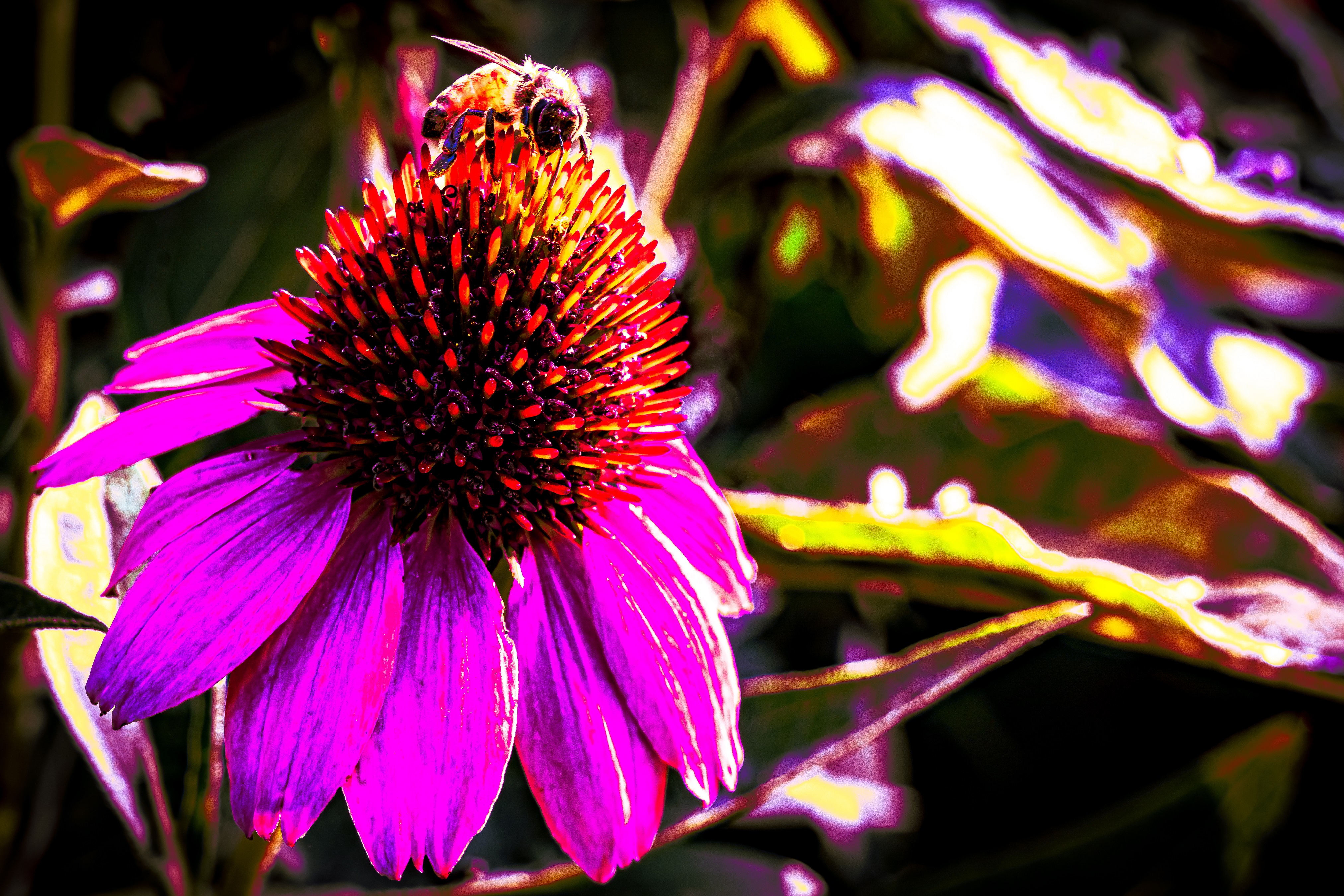 Honeybee on Coneflower.jpg