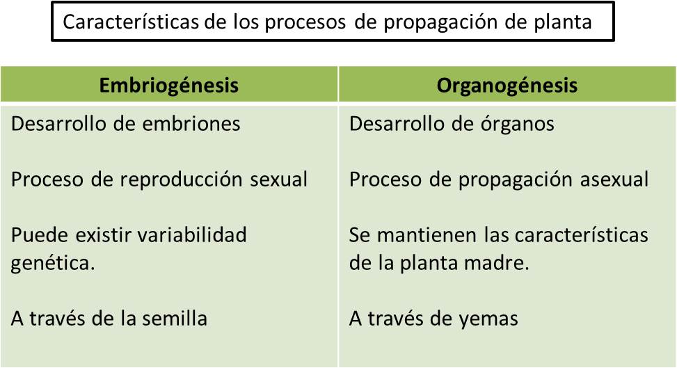caracteristicas de los procesos de propagación de plantas.jpg