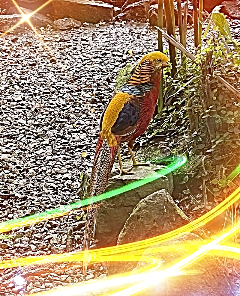 featheredfriends-panama-zoo-pheasant- (1).jpg