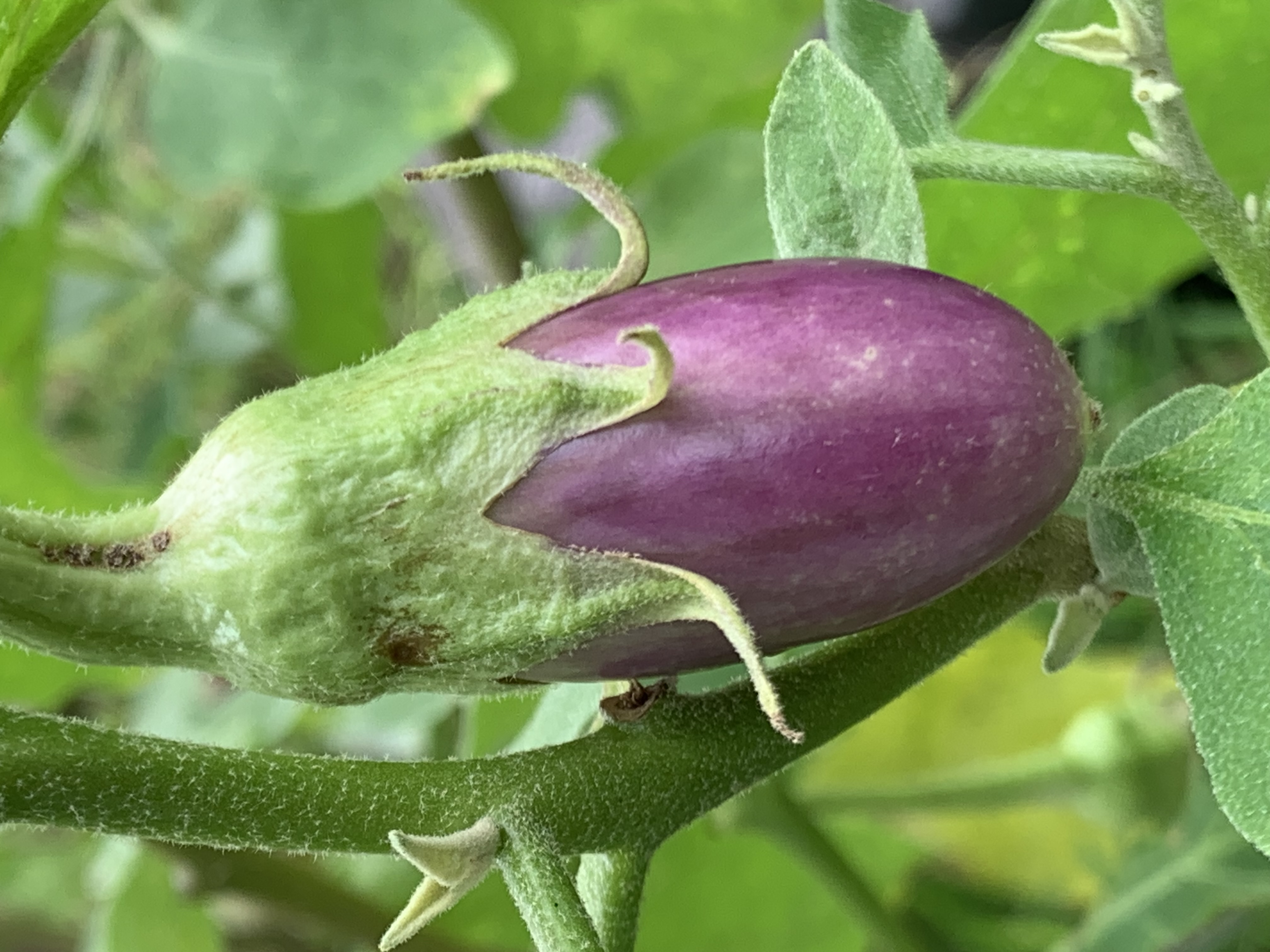 vegetable3.jpg