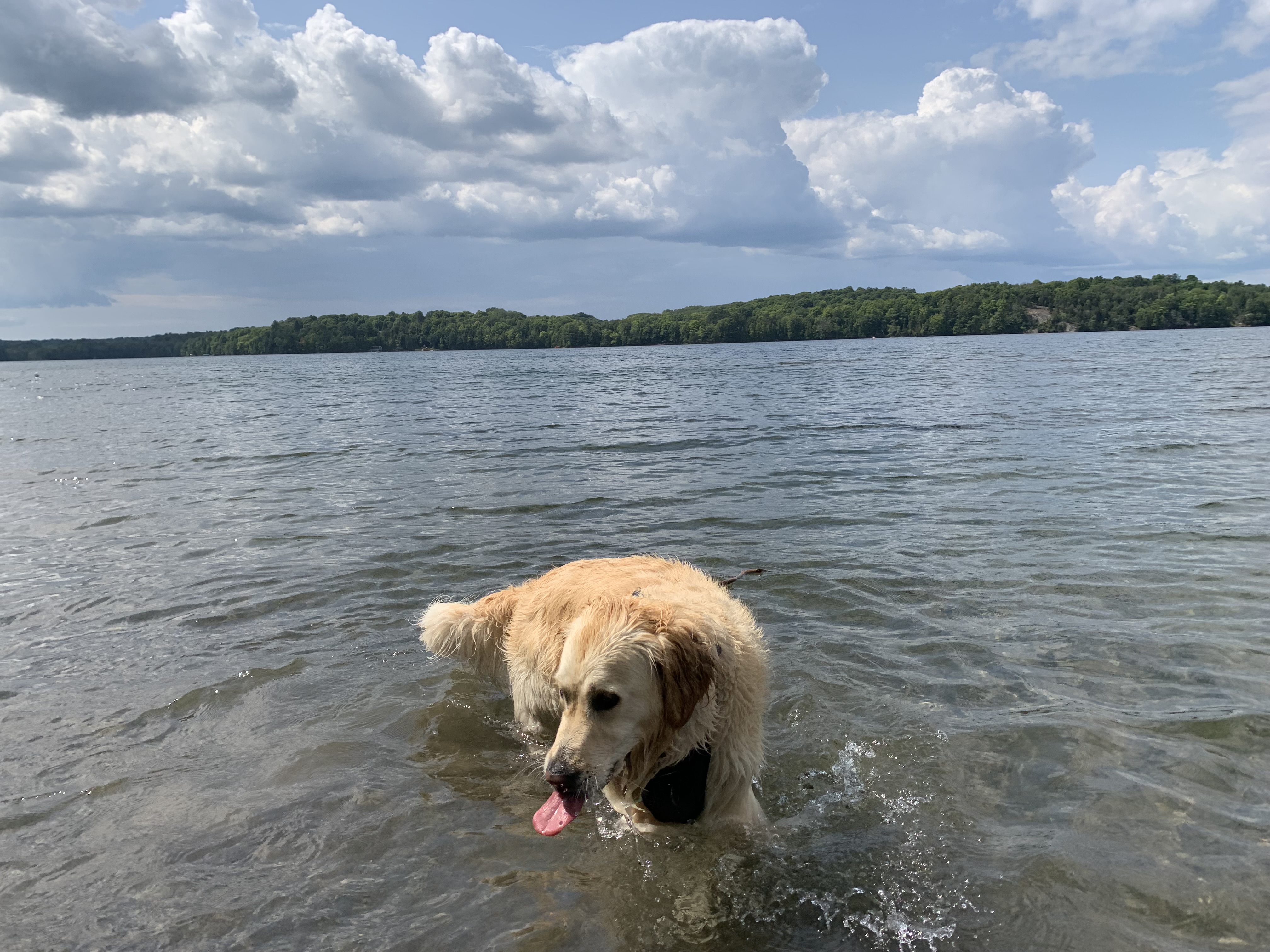 IMG_4617.jpeg