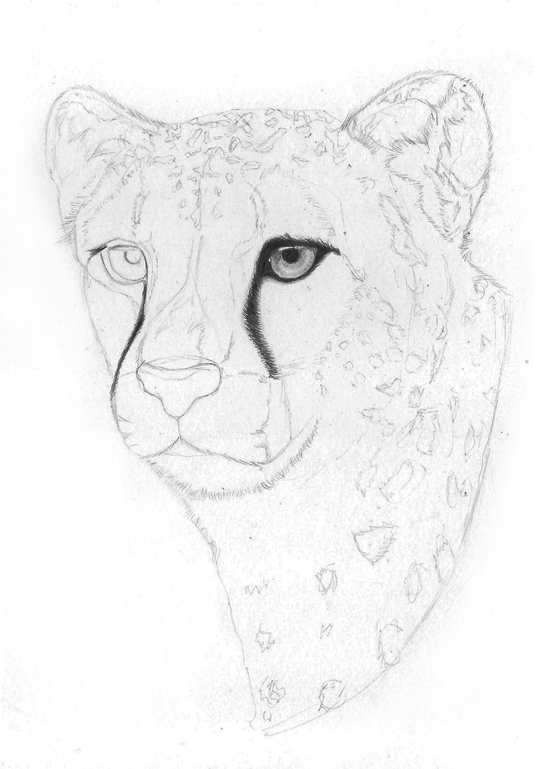 Cheetah-2.gif