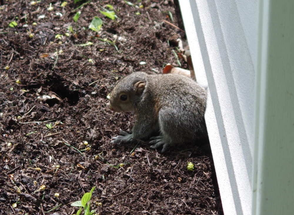 baby squirrel - 1.jpg