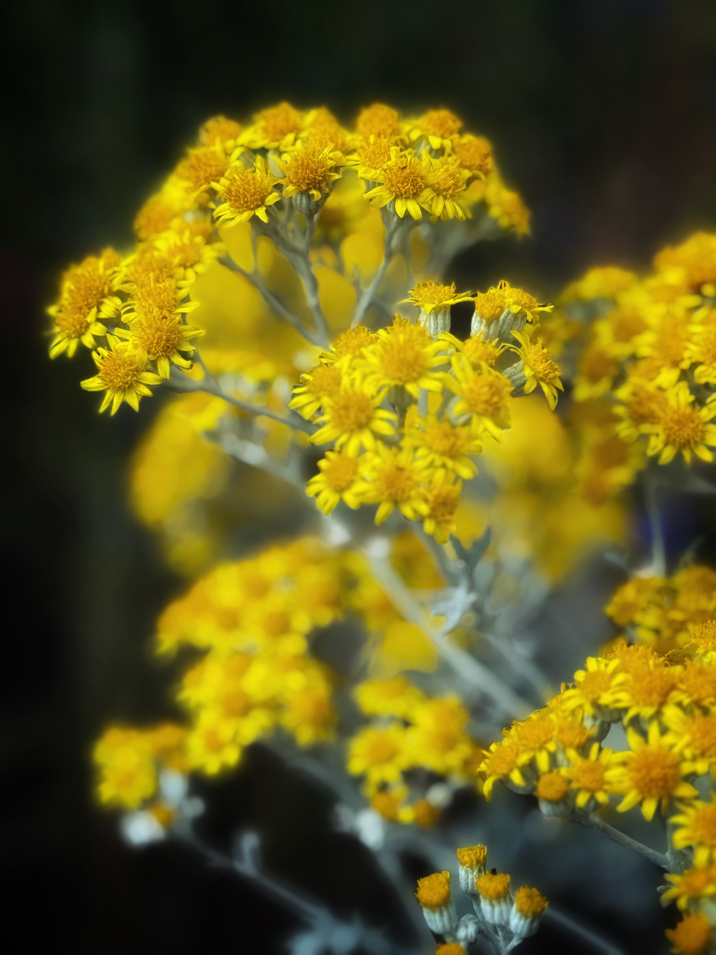 IMG_4277.jpeg