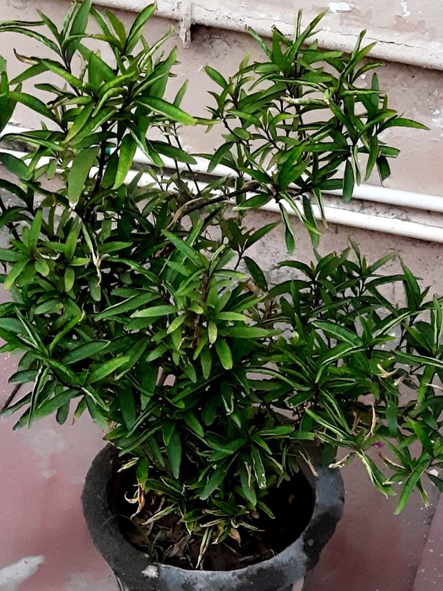 Green willow plant 1.jpg