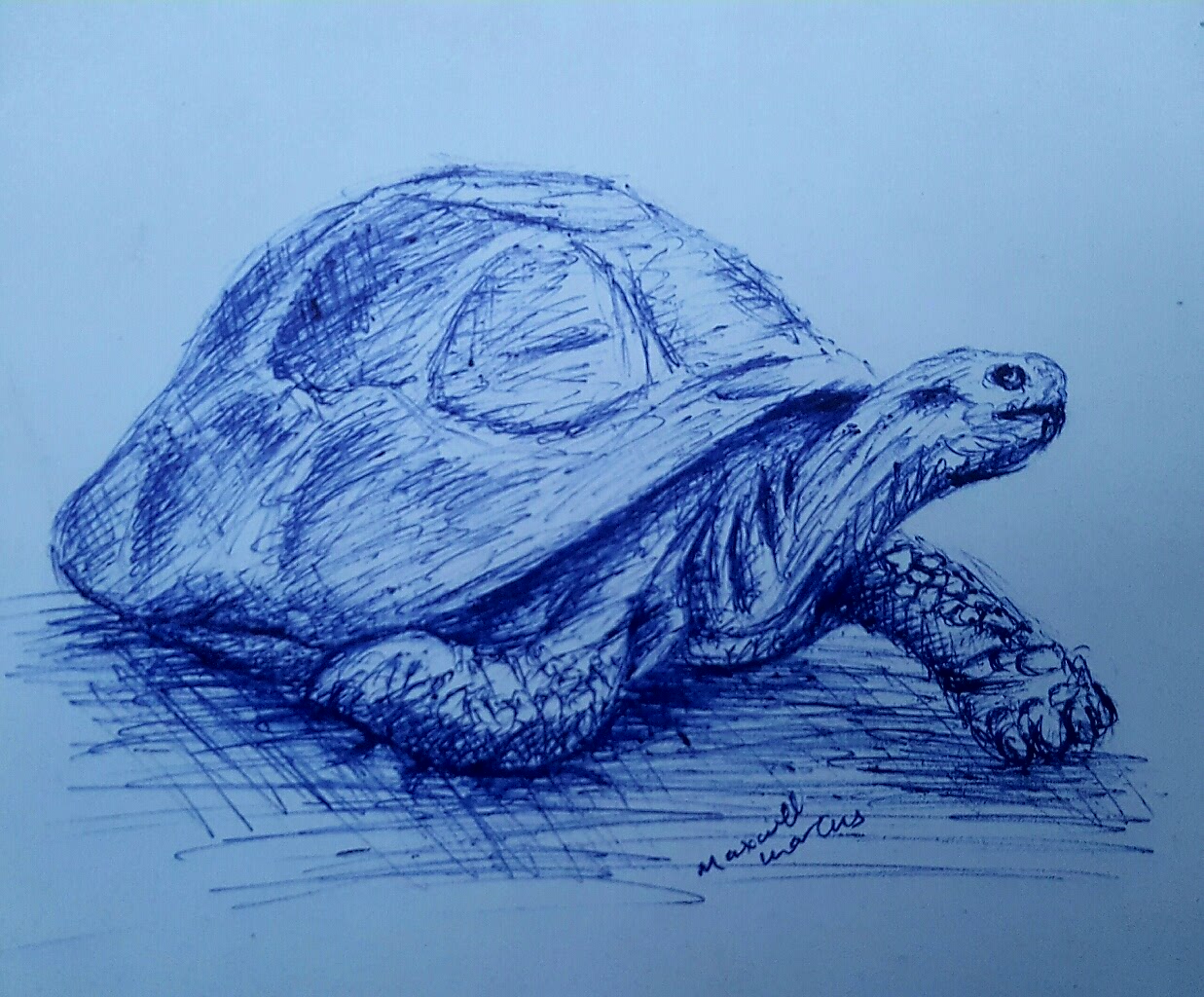 How To Draw A Tortoise, Step by Step, Drawing Guide, by Dawn - DragoArt