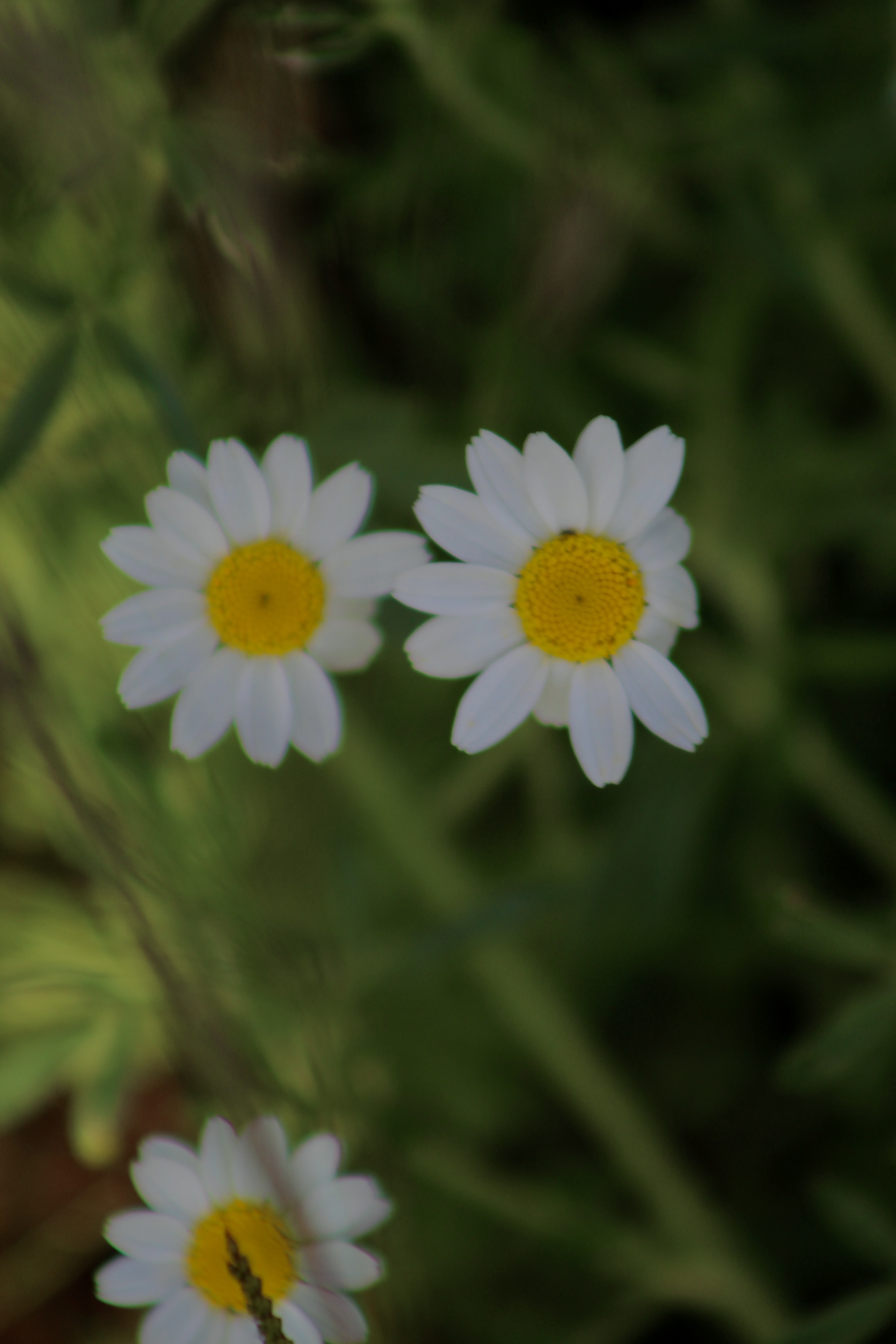 IMG_2932.jpeg