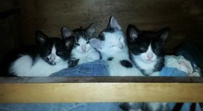 Four kitties (2).jpg