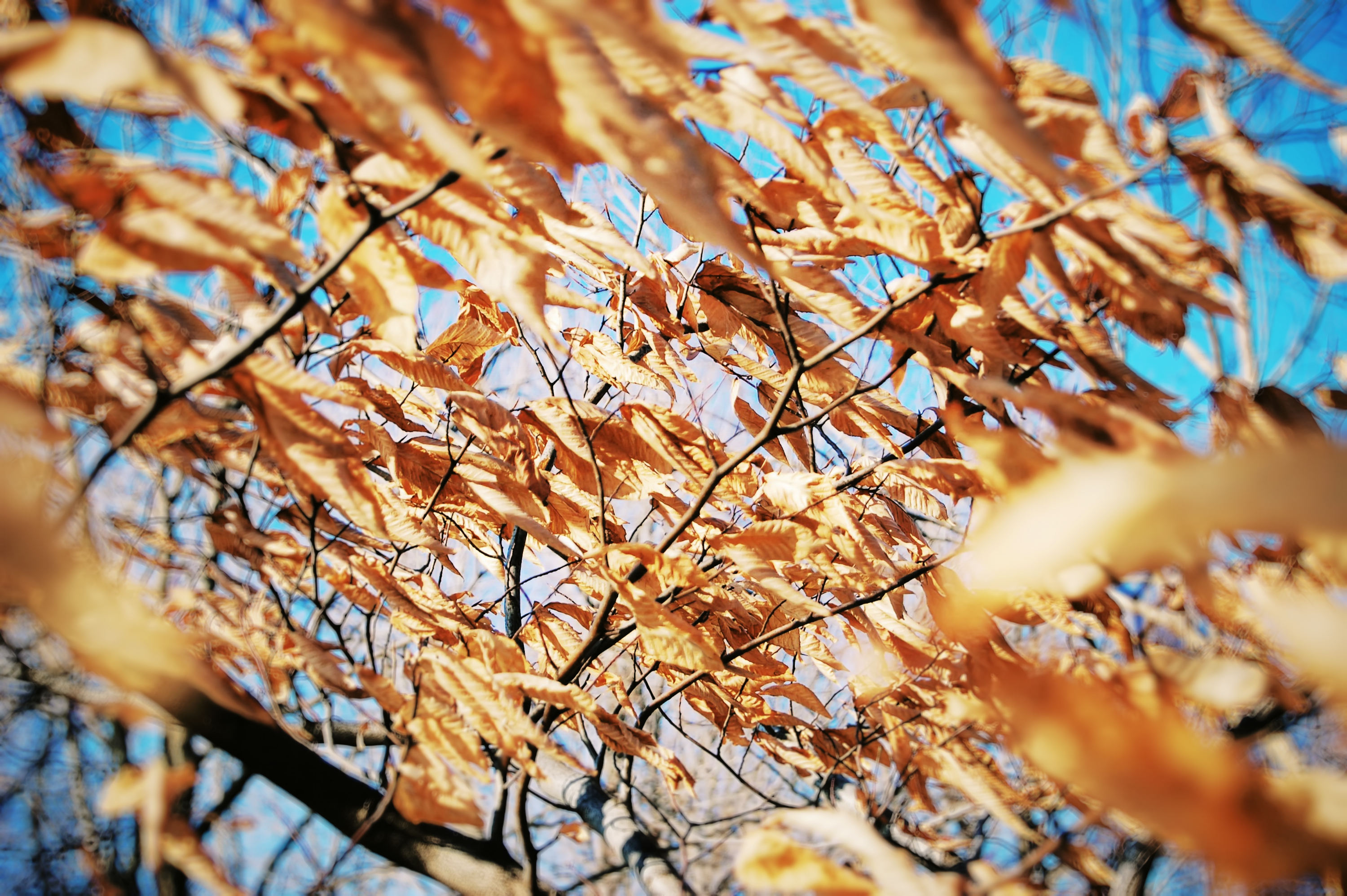 the leafage.jpg