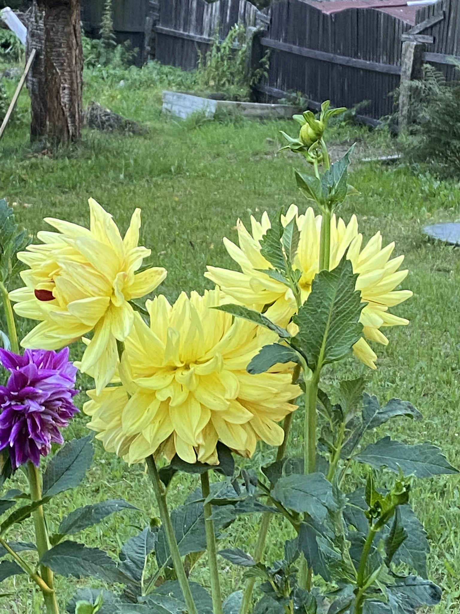 272FC204-CD60-441C-89D6-1E3DE83AD057.jpeg
