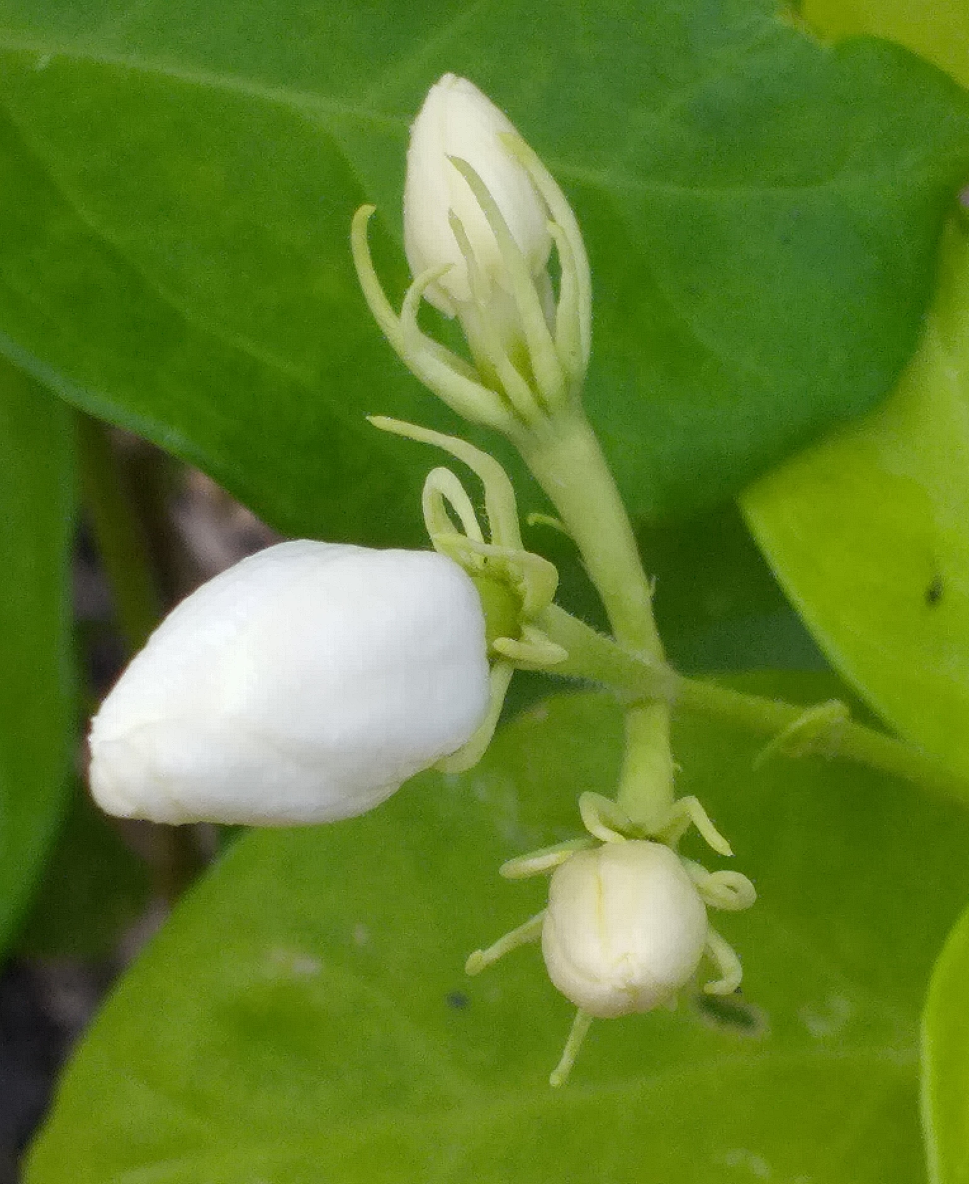 white flower13.jpg