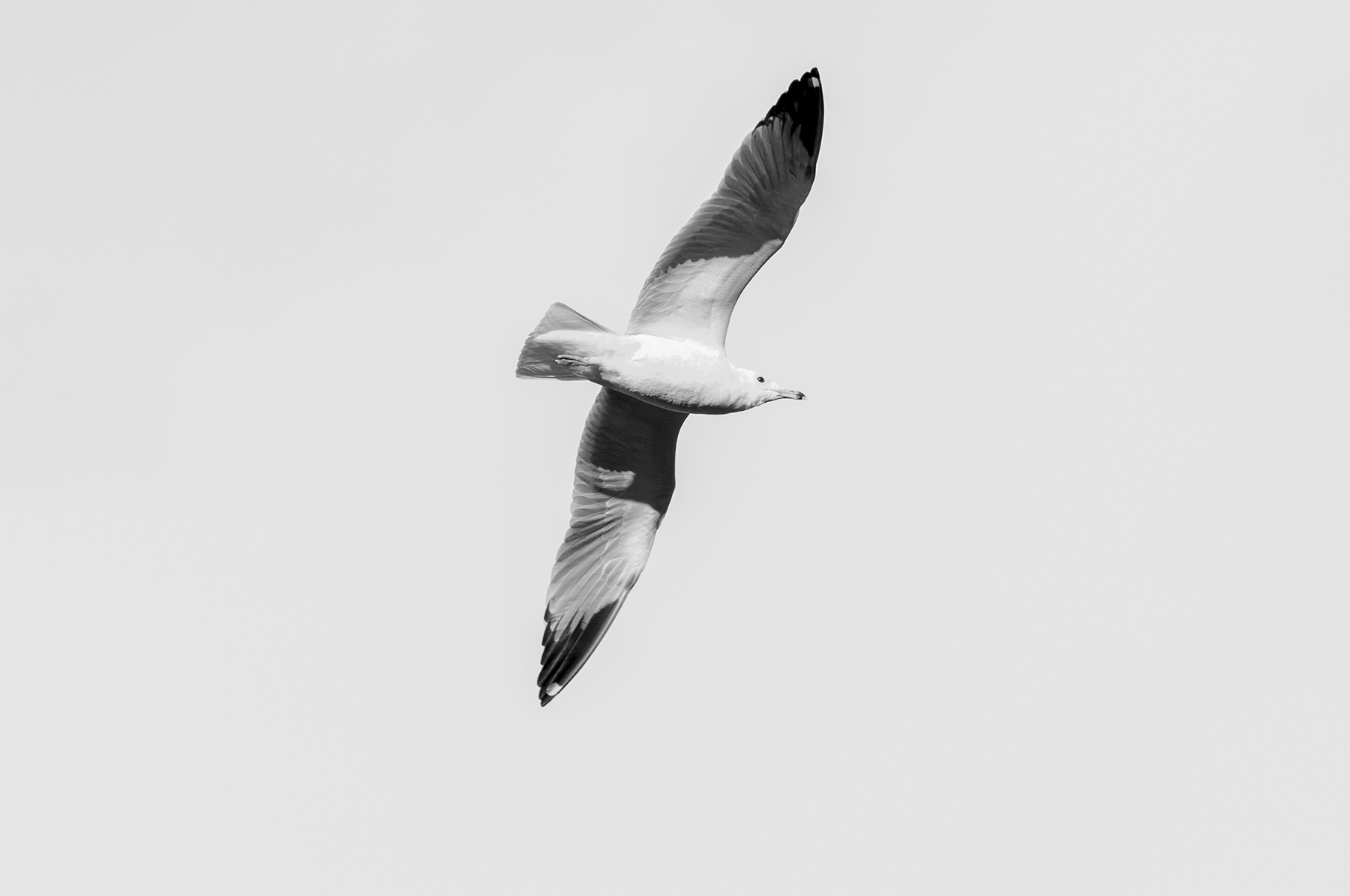 inland seagull.jpg