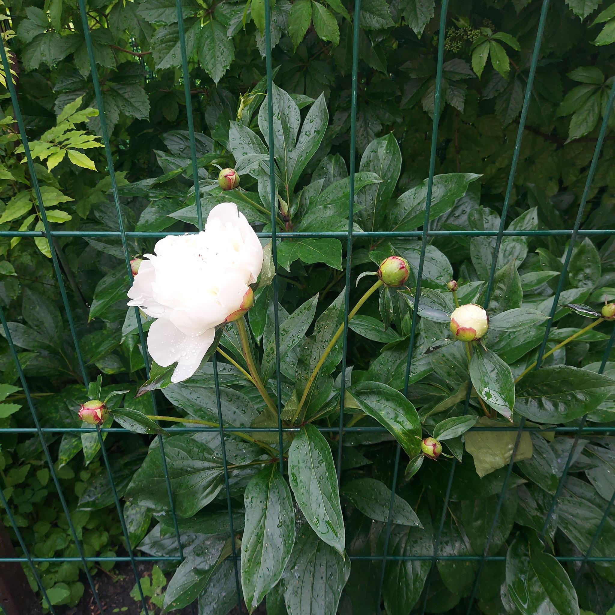 IMG_9710.jpeg