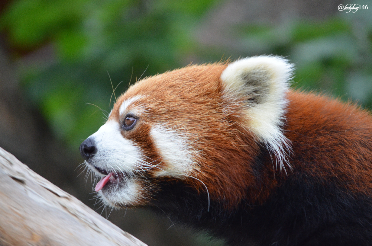 edmonton zoo red panda (4).jpg