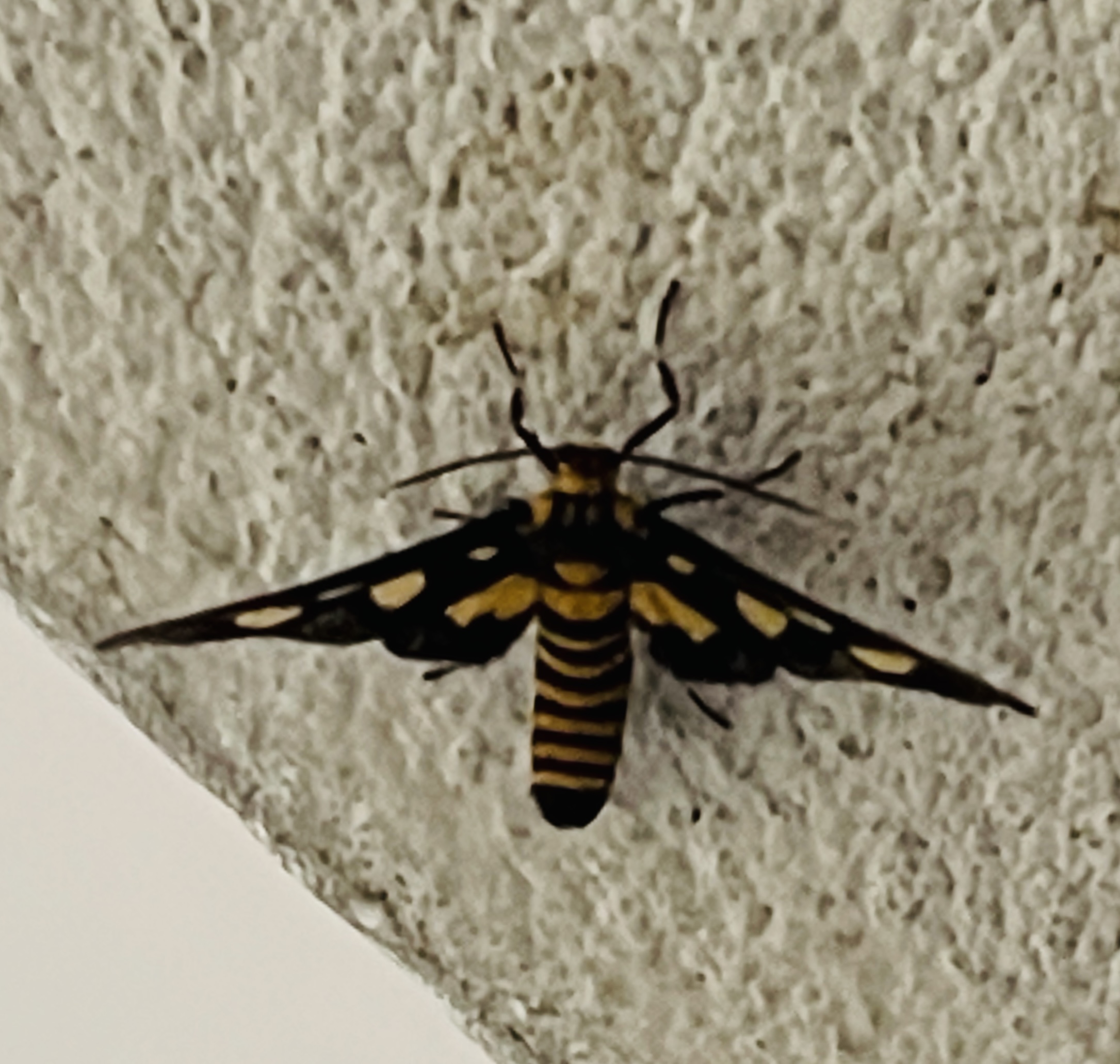 1E6D3276-ED0C-4081-BB7B-87ABC47927F7.jpeg