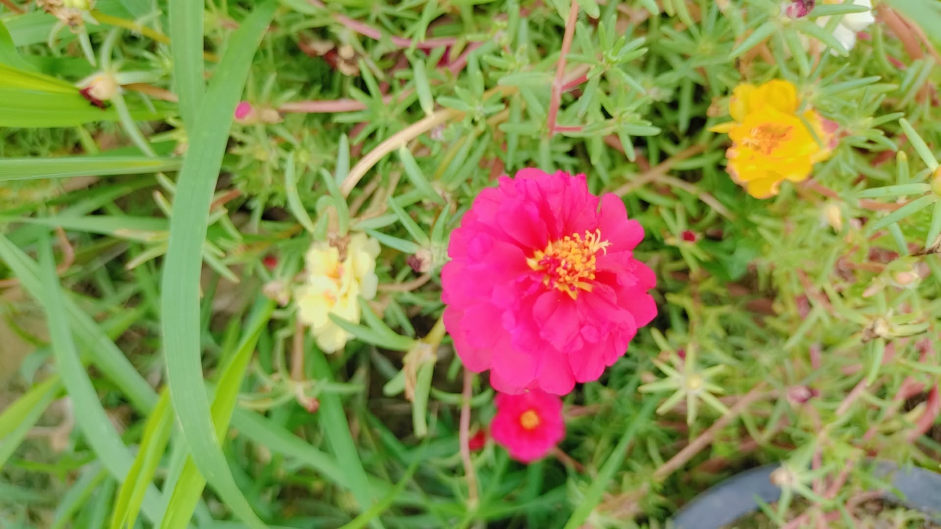 IMG_20250715_052746.jpg