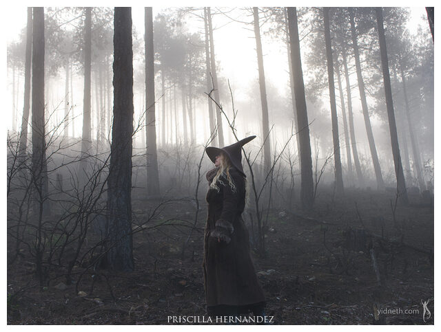 growing_forest_mist_yidneth (2).jpg