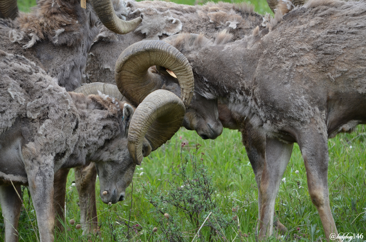 bighorn sheep (4).jpg