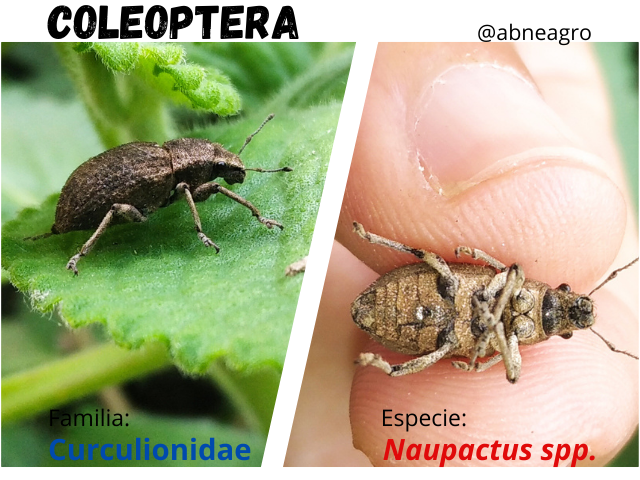 Coleoptera(5).png
