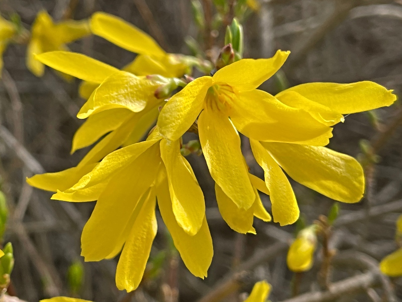 flowers-11.jpg