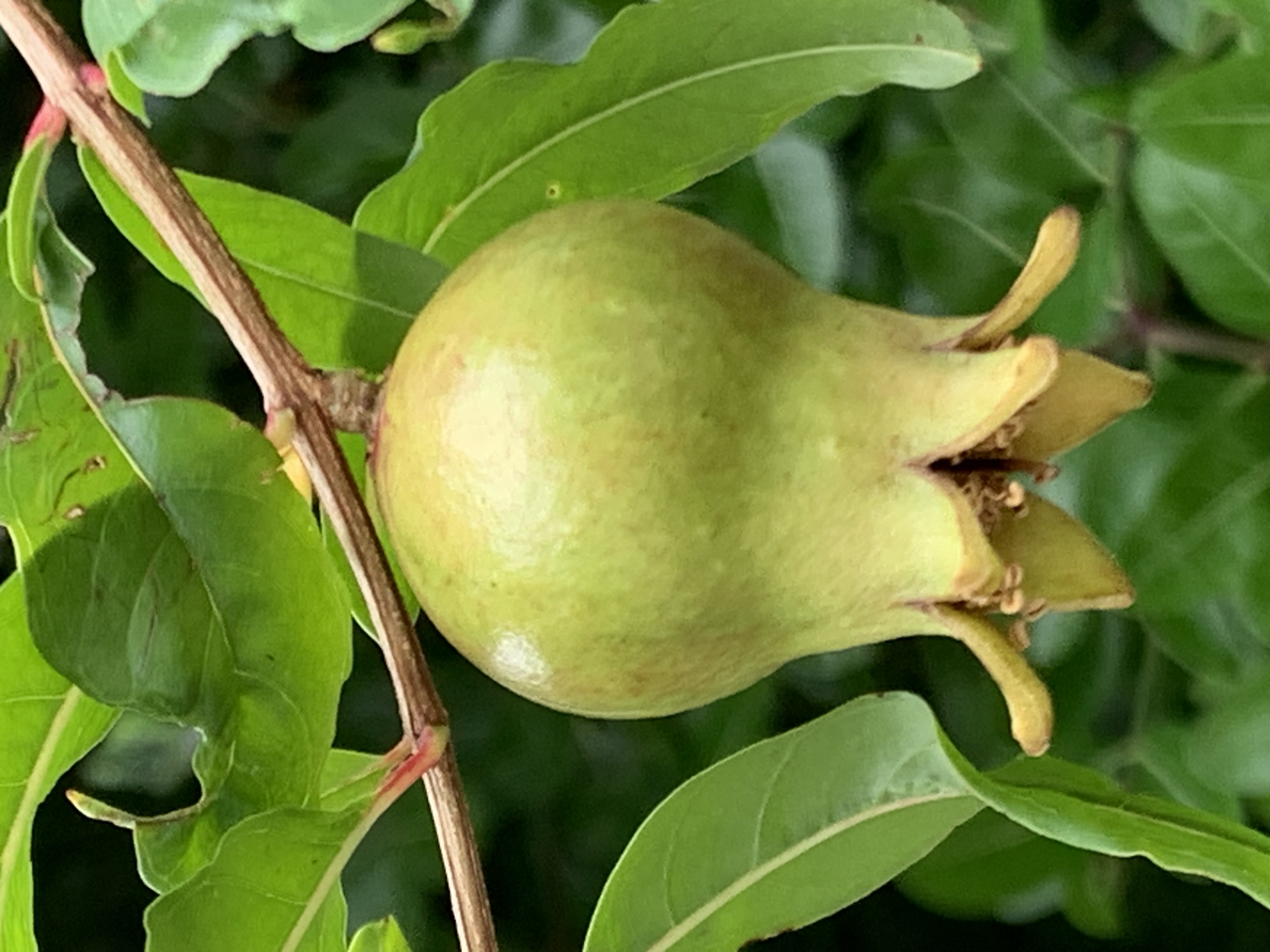 fruit15.jpg
