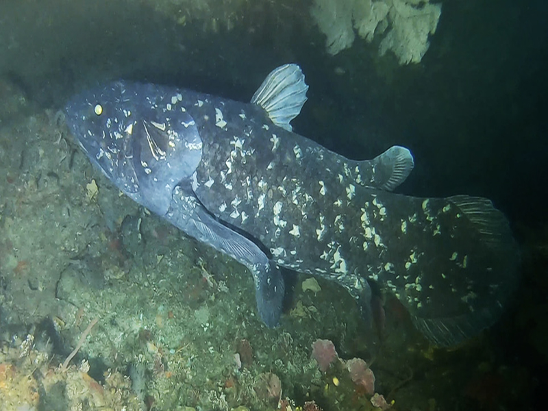 6_Coelacanth_B.Henderson.jpg