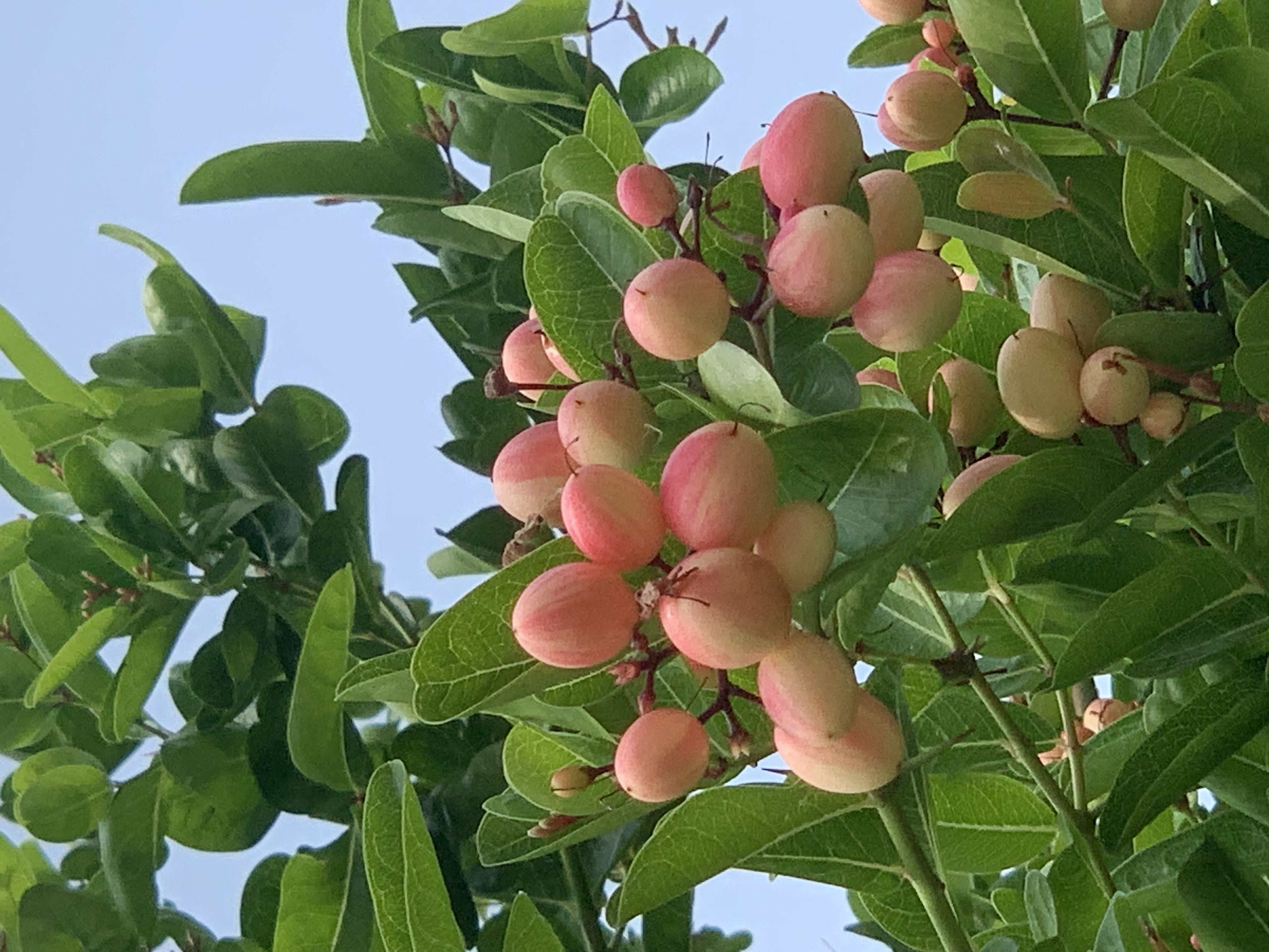 fruit4.jpg
