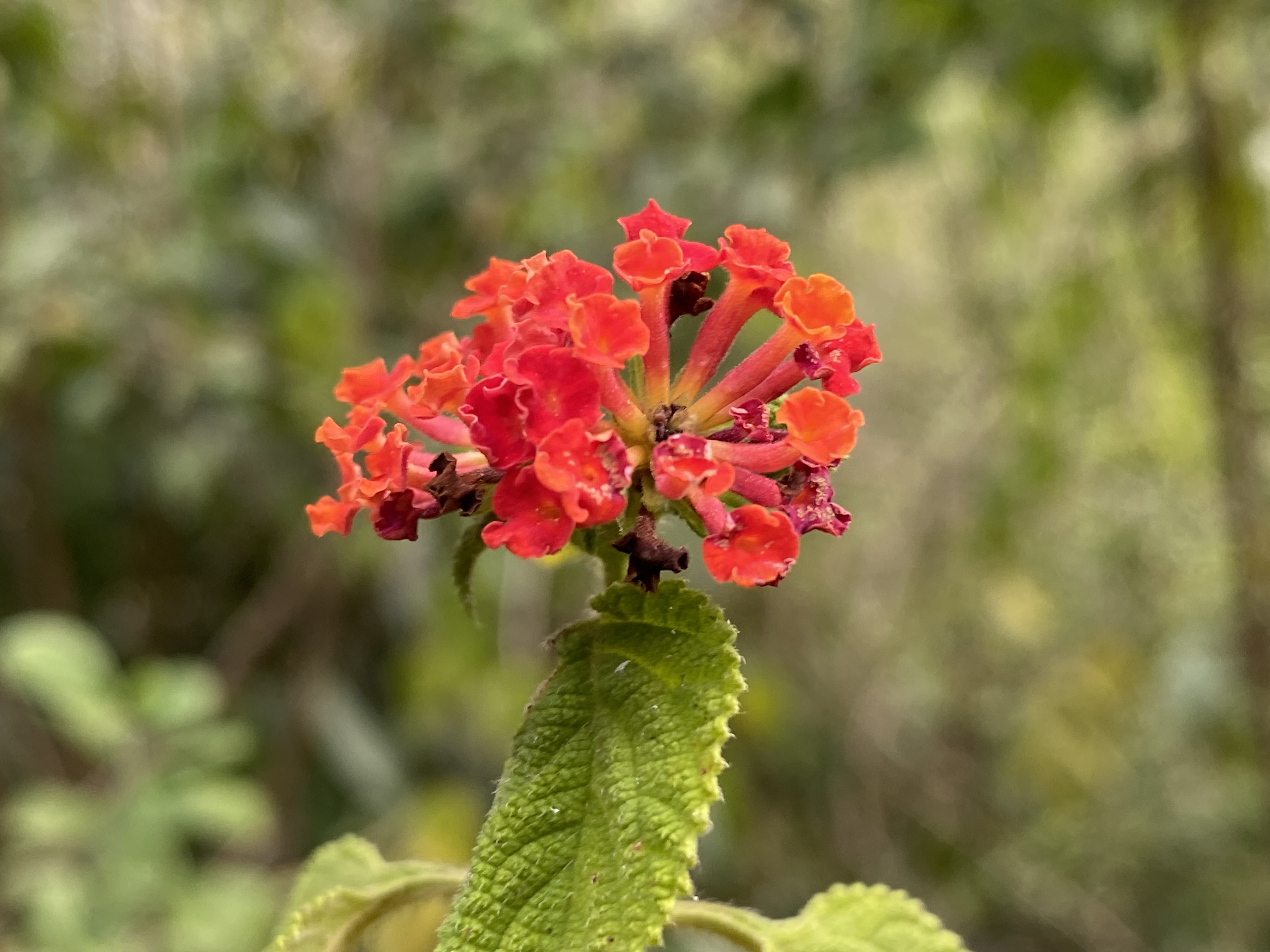 IMG_9324.jpeg