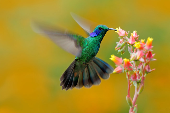 cuantos-anos-vivie-colibri.jpg