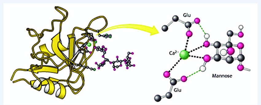 Structure-of-a-C-Type-carbohydrate-binding-domain-from-an-animal-lectin-according-to.png