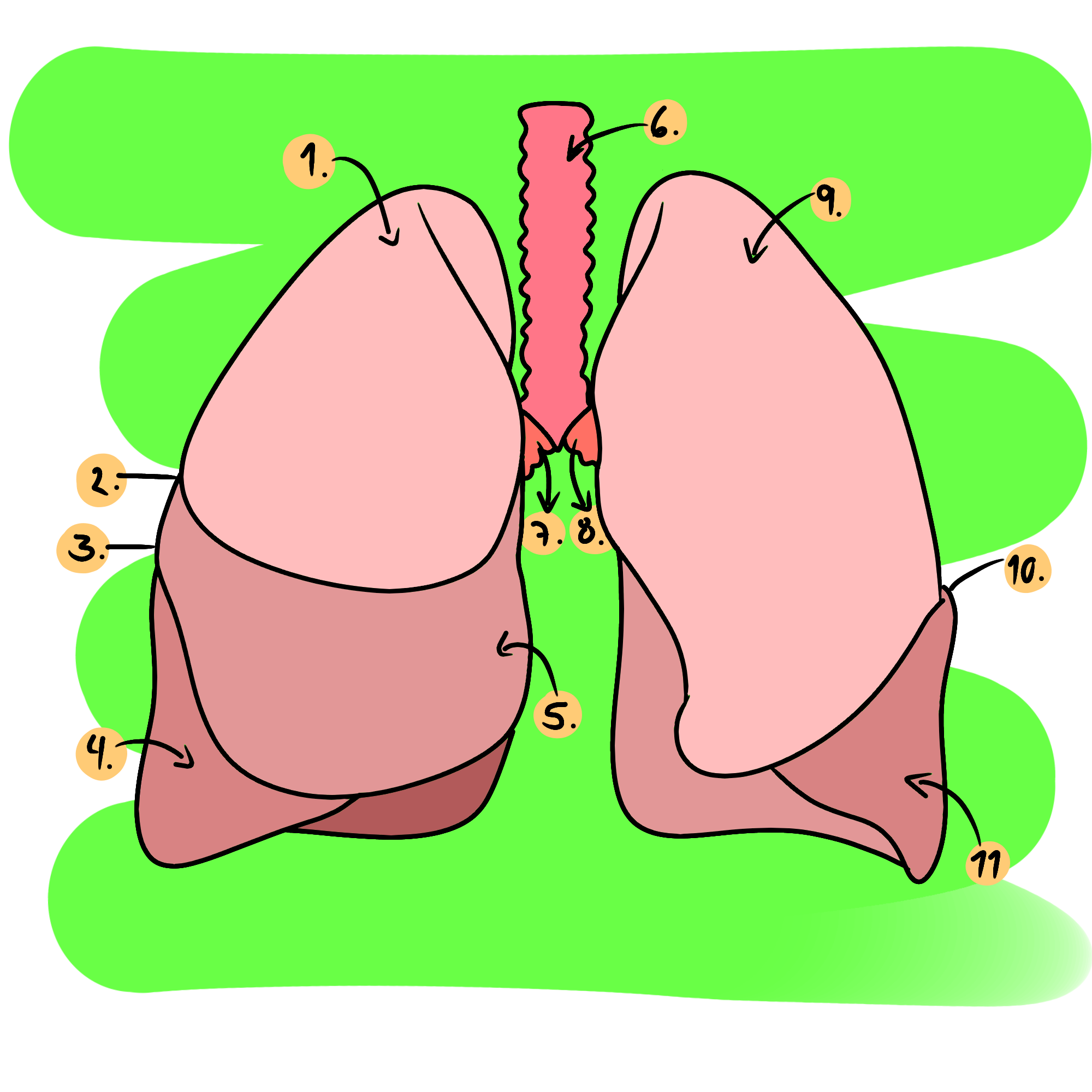 esp-eng-los-pulmones-qu-son-y-c-mo-se-componen-the-lungs